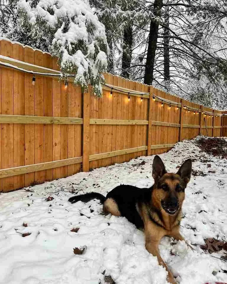 Dog resting beside a new wood privacy fence with string lights in the snow